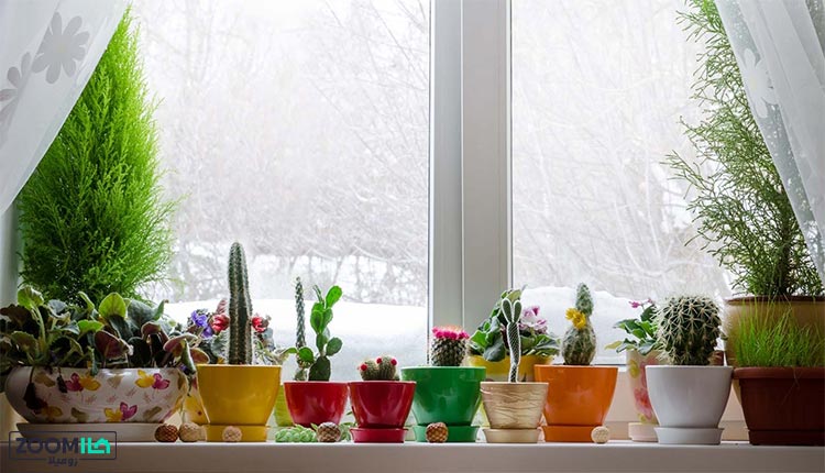 محافظت از گیاهان آپارتمانی در برابر سرما