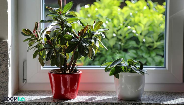 محافظت از گیاهان آپارتمانی در برابر سرما