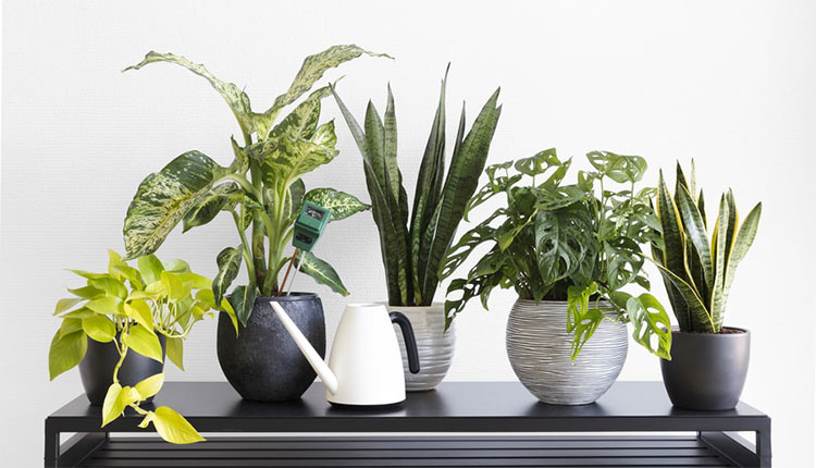 گیاهان آپارتمانی ضد آلرژی