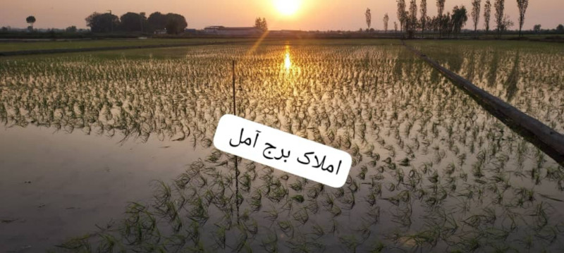 زمین 5000 متری در آمل12841010305