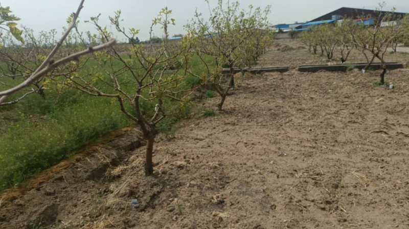 باغ 5000 متری در تبریز12844510370