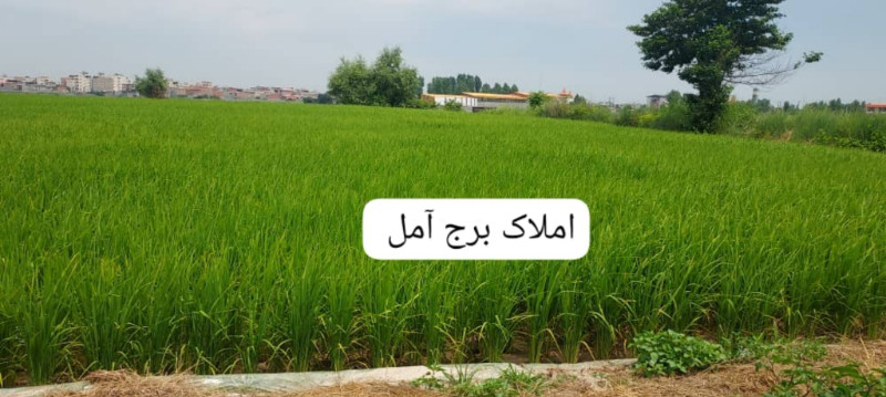 زمین 1000 متری در بلوار بسیج آمل12916111864
