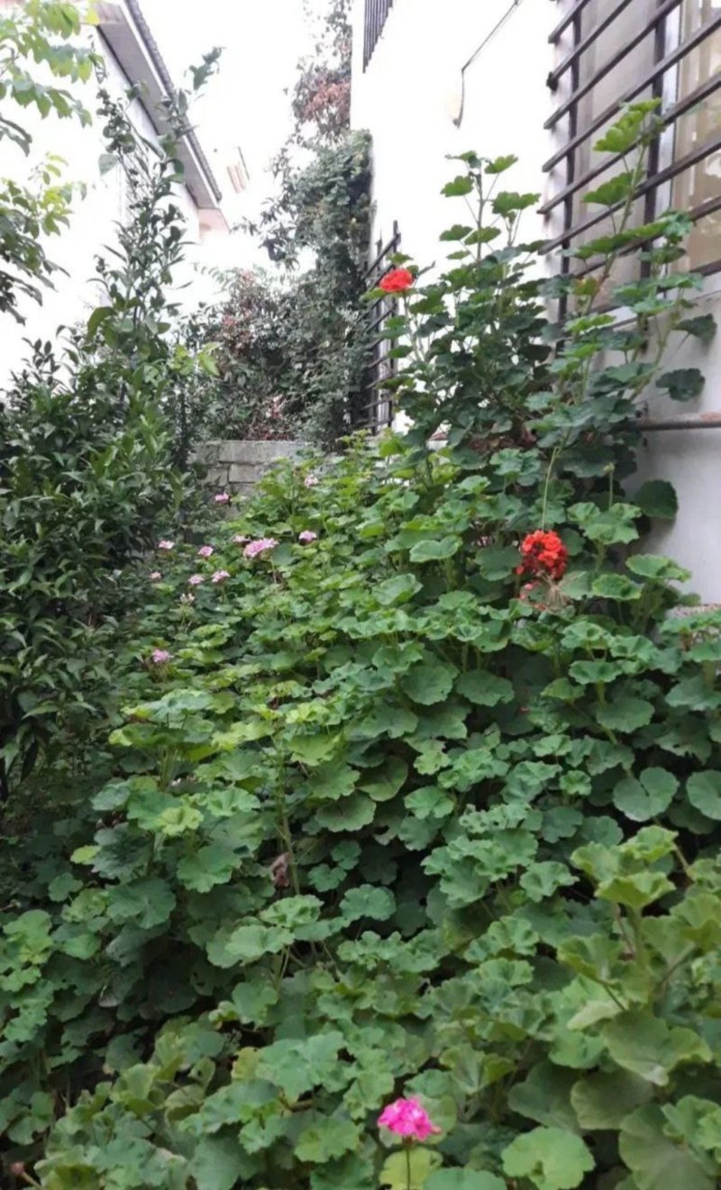 ویلا 220 متری سه خوابه در ورازده چمستان