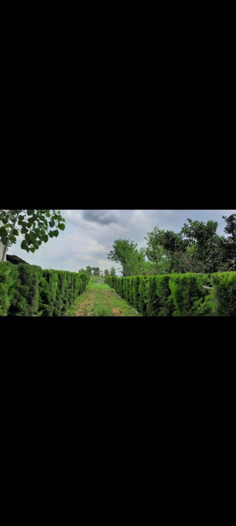 زمین 250 متری در نور نور مازندران