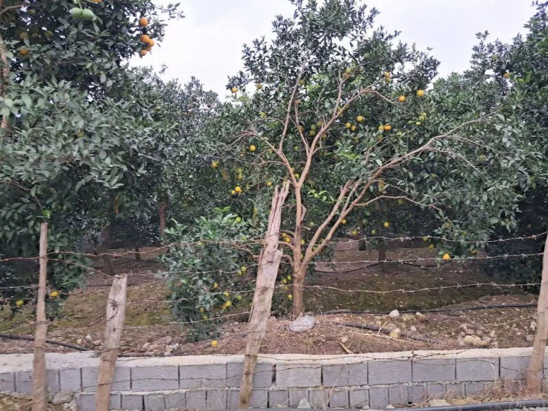 زمین 380 متری در چلندر نوشهر