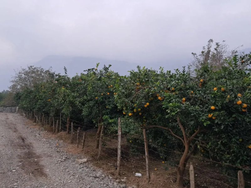 زمین 380 متری در چلندر نوشهر13843728309