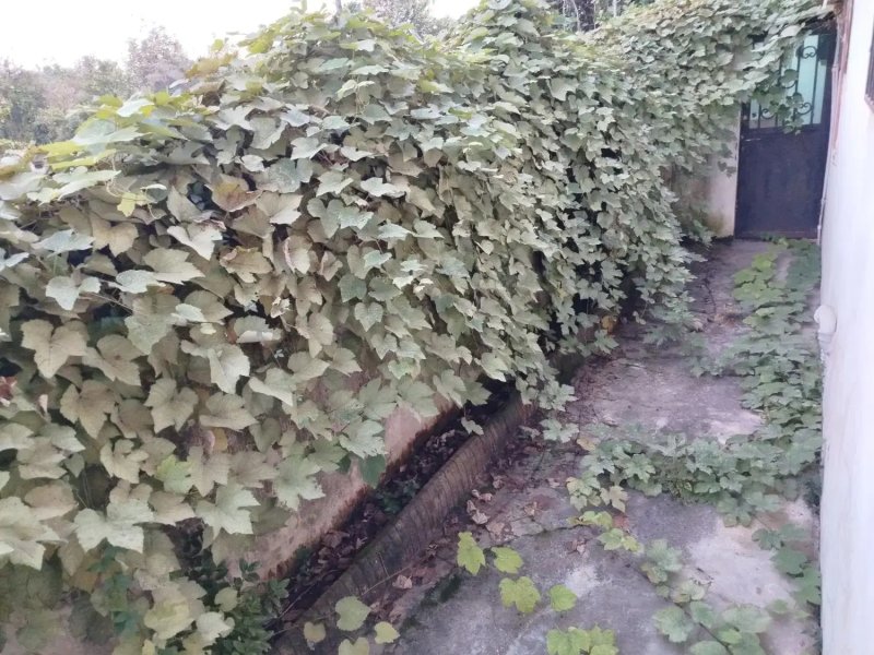 خانه 200 متری دو خوابه در نوشهر14387036406