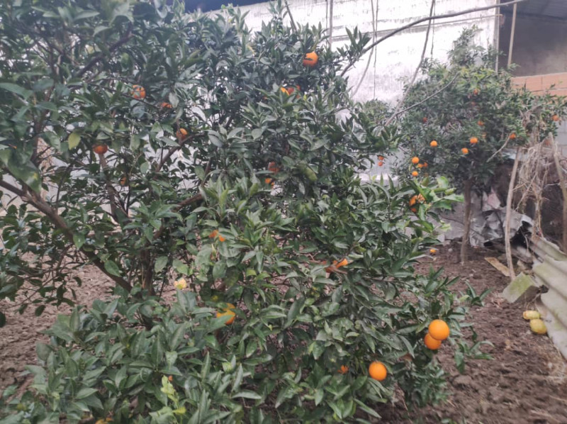 باغ 240 متری در آمل1263473736