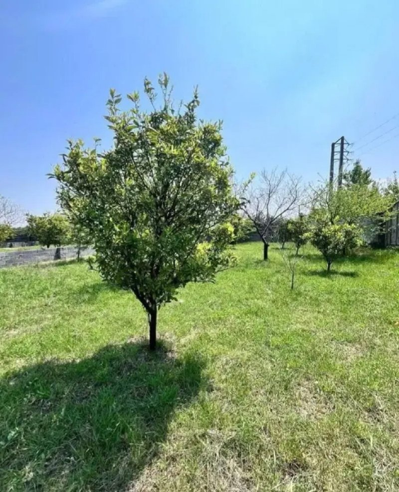 باغ 750 متری در چمستان14576739077