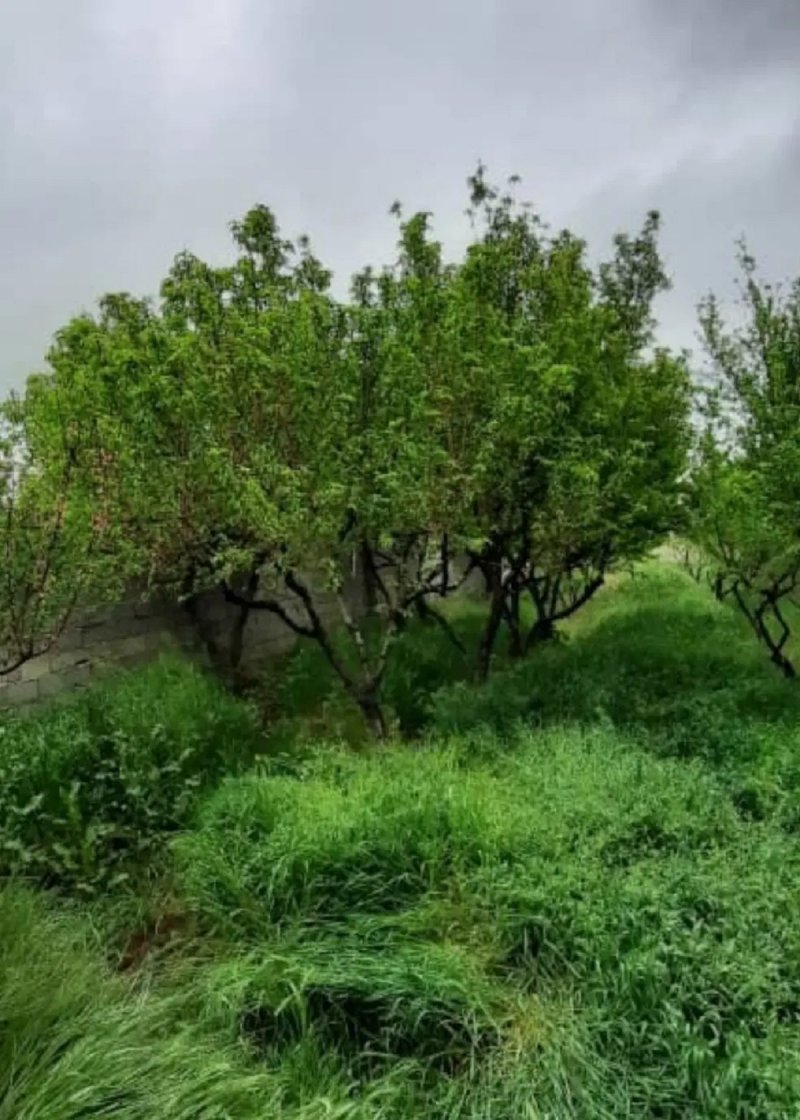 باغ 500 متری در سهیلیه کرج14592339458