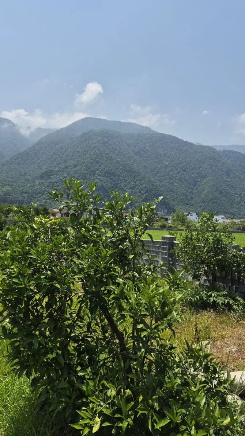 زمین 250 متری در روستای دزدک نوشهر14599539625