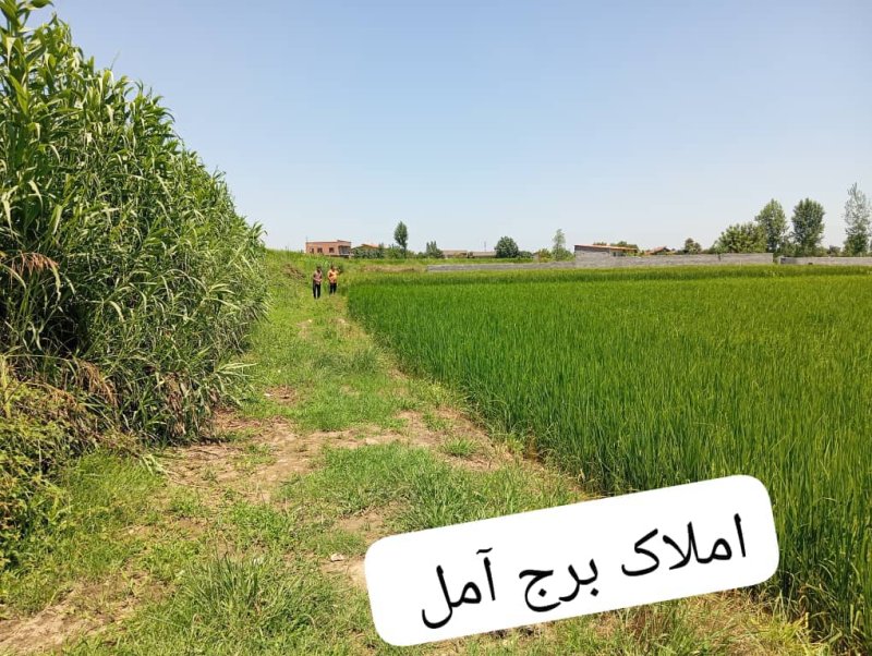 زمین 8000 متری در آمل14695040196