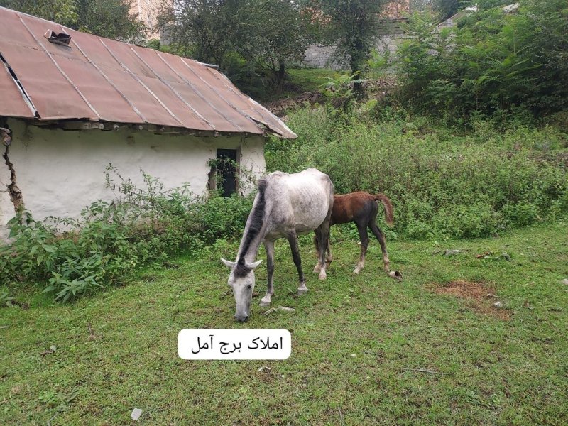کلنگی 1000 متری در چلاو آمل15384846896