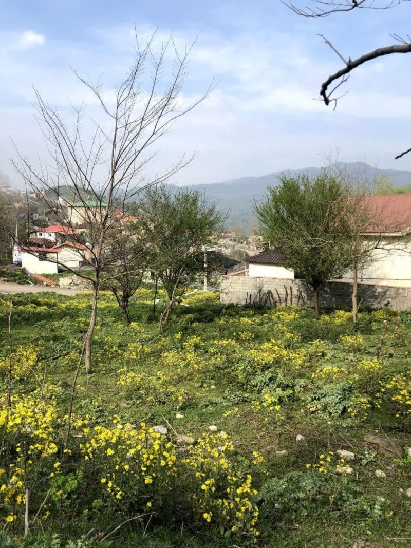 زمین 235 متری در سواد کوه