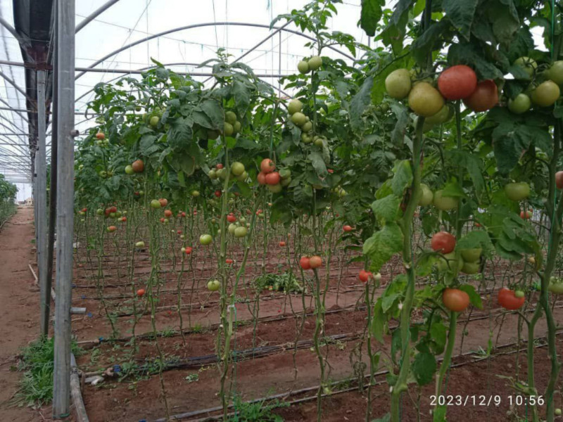 زمین 1850 متری در مرند1270226070