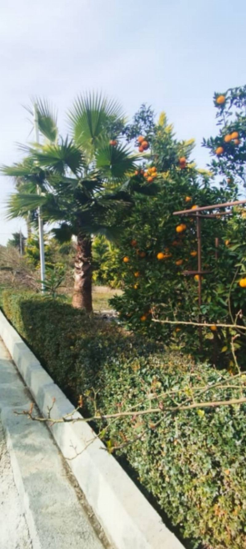 باغ 130 متری در آمل1274316872