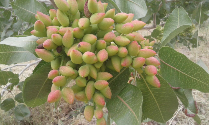 باغ 6700 متری در تبریز1278258030
