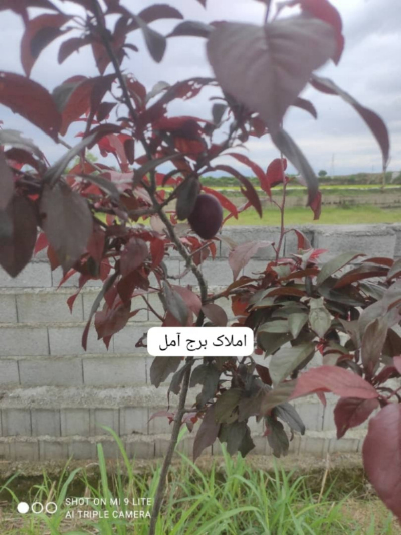 باغ 725 متری در دابودشت آمل1280809183