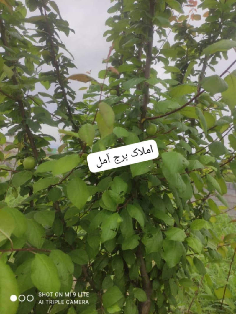 باغ 725 متری در دابودشت آمل1280809184